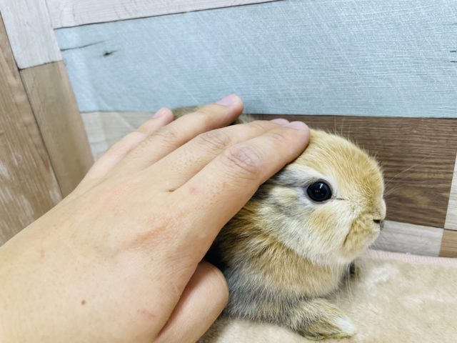 ネザーランドドワーフ