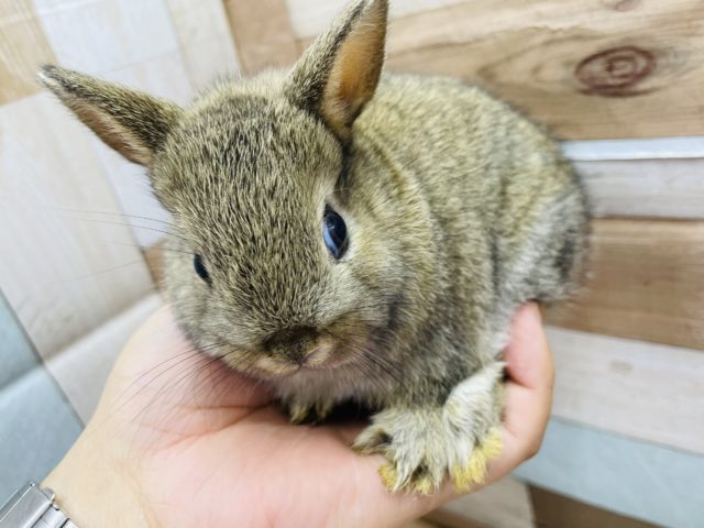 ネザーランドドワーフ