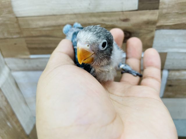 ボタンインコ
