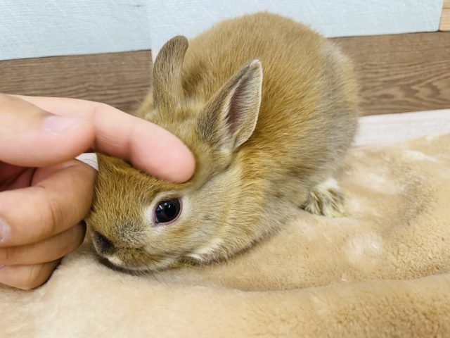 ネザーランドドワーフ