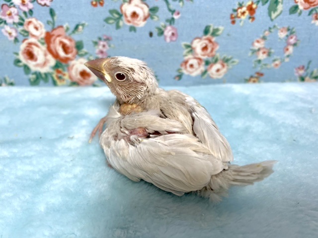 シルバーイノ文鳥