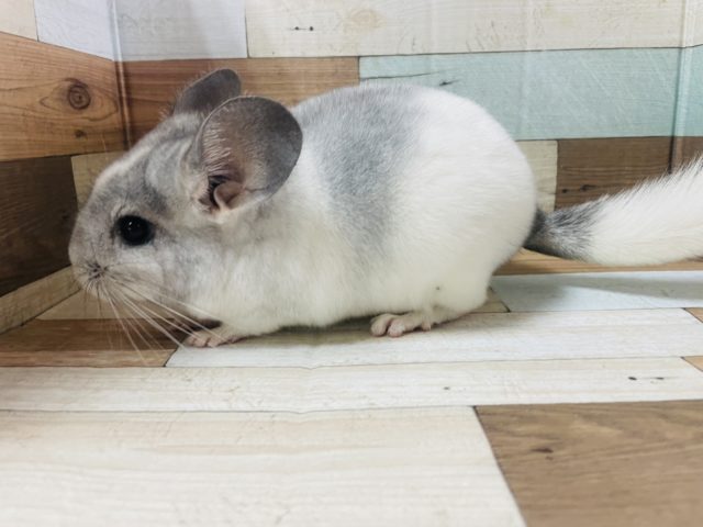チンチラ