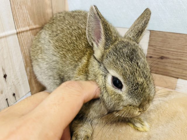 ネザーランドドワーフ