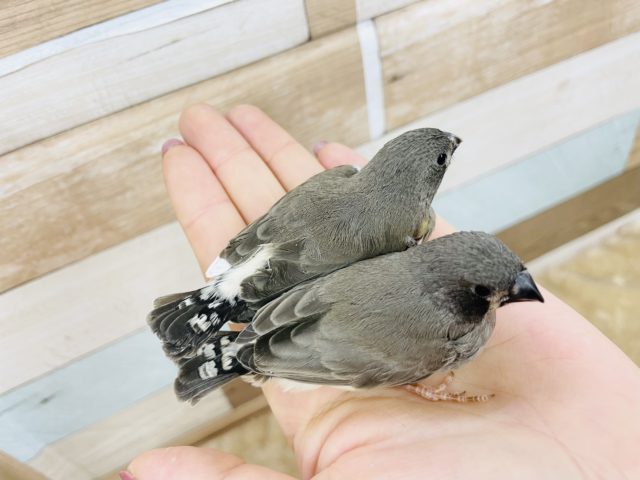 錦花鳥（キンカチョウ）