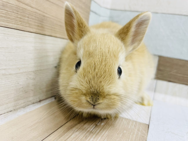 ネザーランドドワーフ