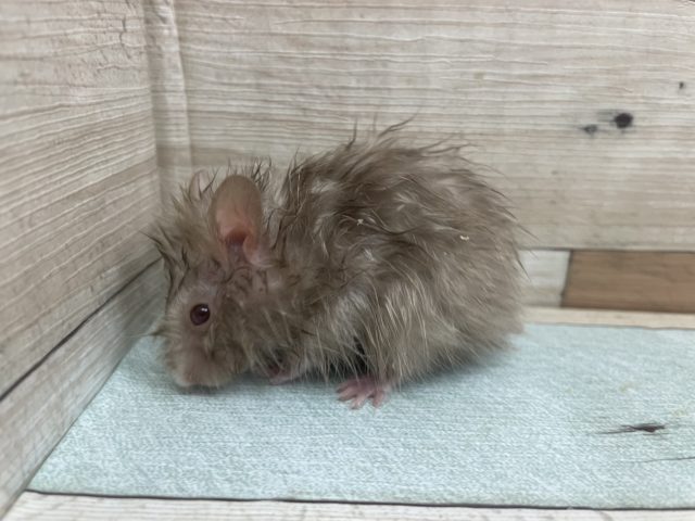 ゴールデンハムスター