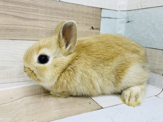 ネザーランドドワーフ