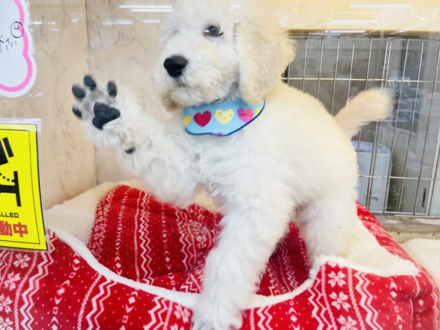 スタンダードプードル