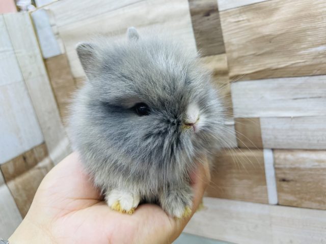 ライオンラビット