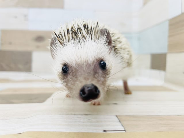 抱っこできちゃう♥️ヨツユビハリネズミちゃん! ハリネズミ(ヨツユビハリネズミ)