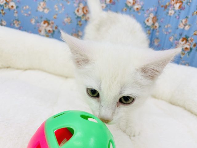 スコティッシュフォールド