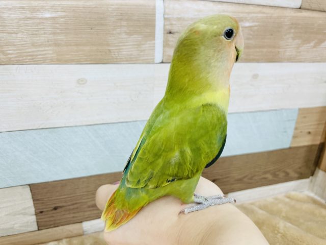 コザクラインコ（小桜インコ）