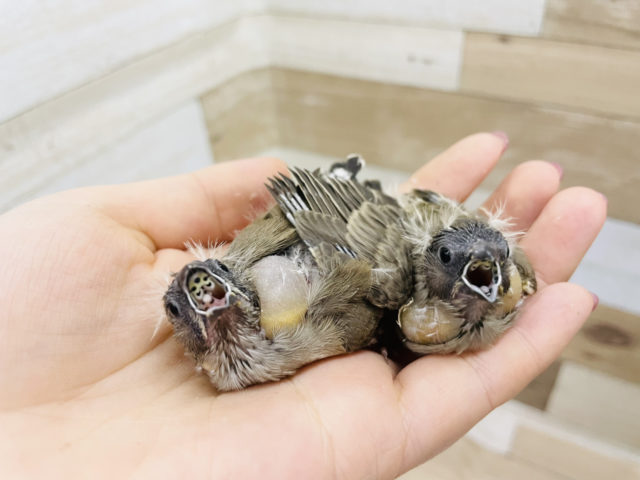 錦花鳥（キンカチョウ）