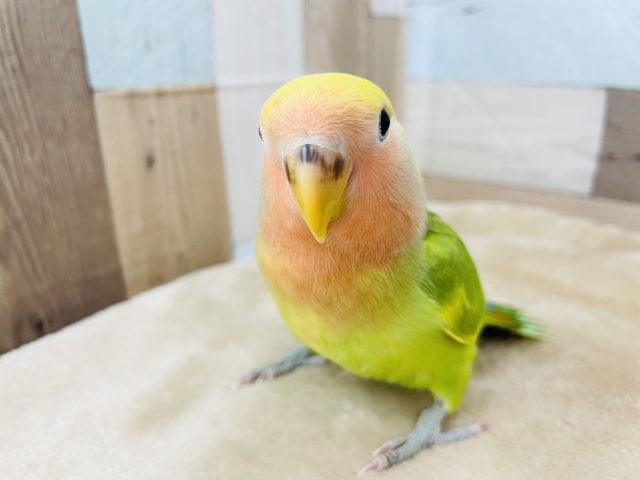 コザクラインコ（小桜インコ）