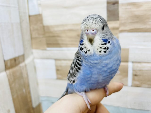ジャンボセキセイインコ