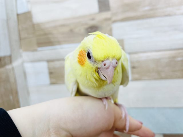 オカメインコ