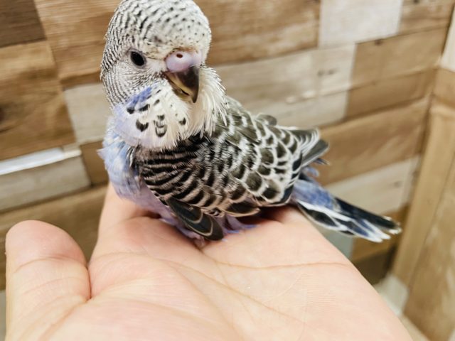 ジャンボセキセイインコ
