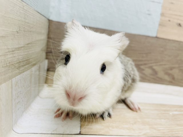 クレステッドモルモット