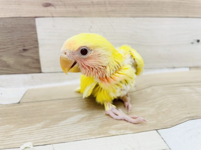 コザクラインコ（小桜インコ）