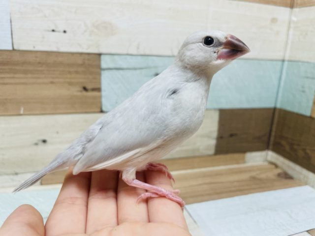 シルバー文鳥