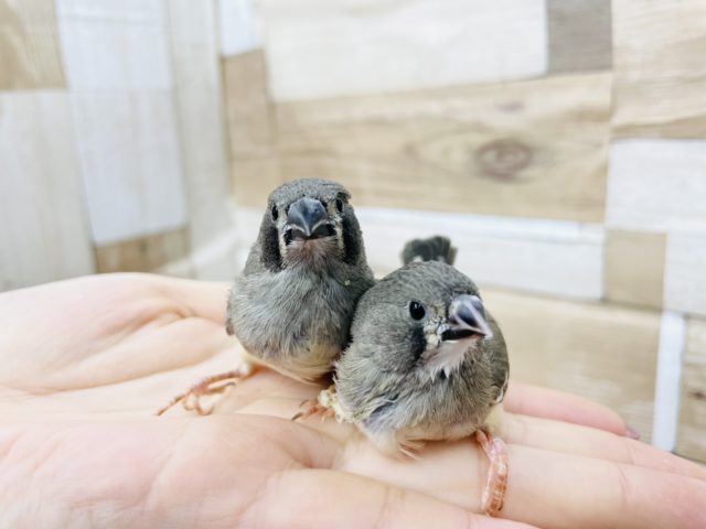 錦花鳥（キンカチョウ）