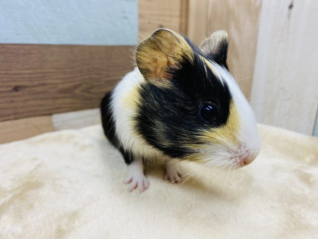 イングリッシュモルモット