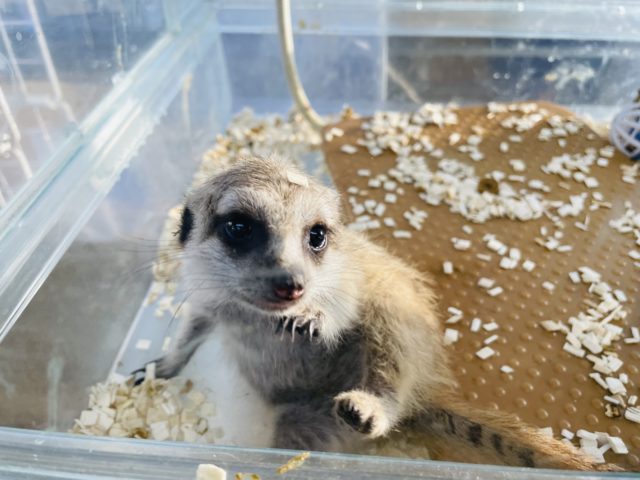 ミーアキャット