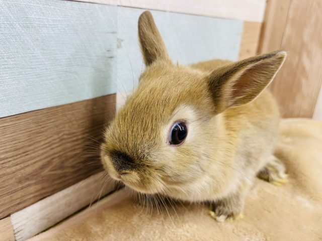 ネザーランドドワーフ