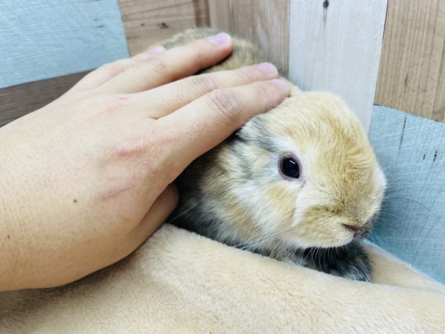 ネザーランドドワーフ