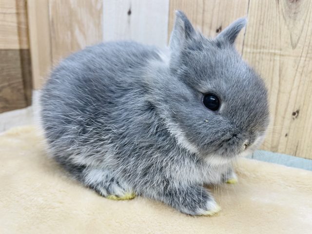 ネザーランドドワーフ