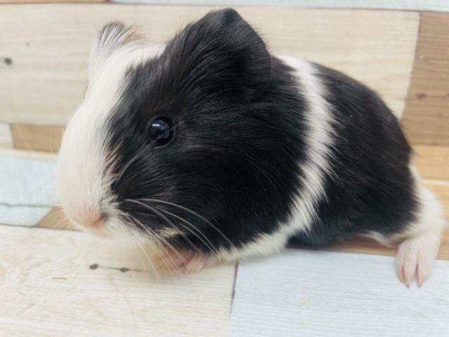 イングリッシュモルモット