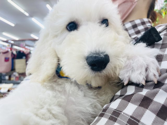 スタンダードプードル