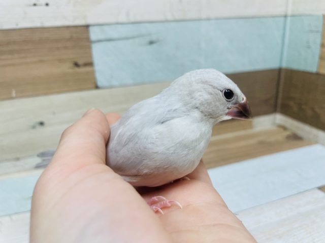 シルバー文鳥