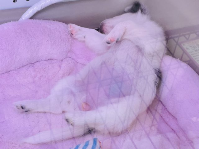 ギャップの宝石箱♥️激かわチワワちゃん(ホワイト&ブラック) チワワ