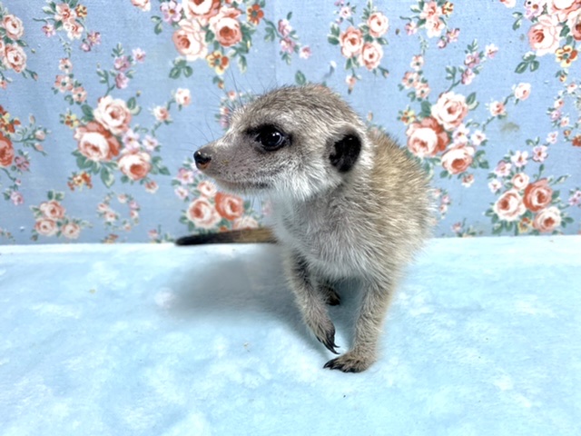 ミーアキャット