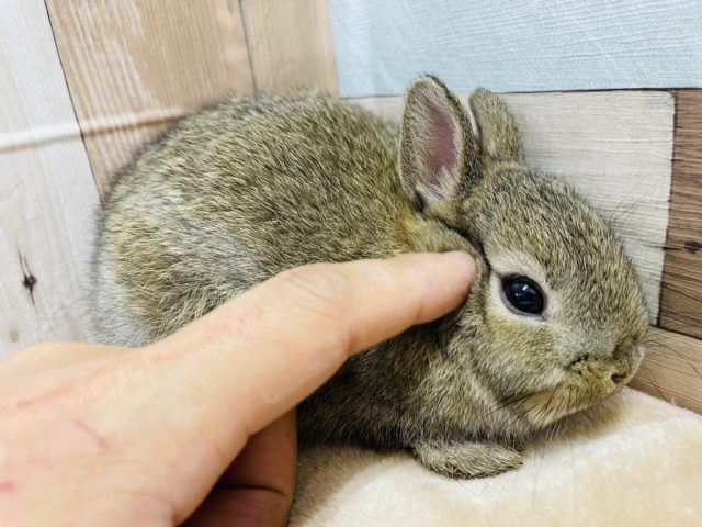 ネザーランドドワーフ