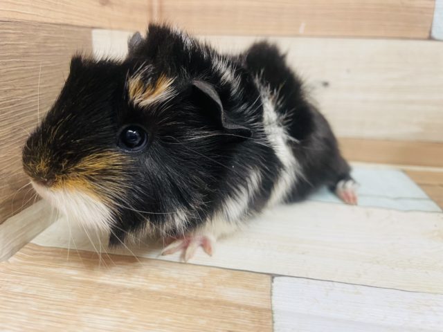 アビシニアンモルモット