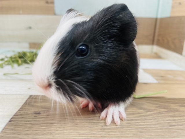 イングリッシュモルモット