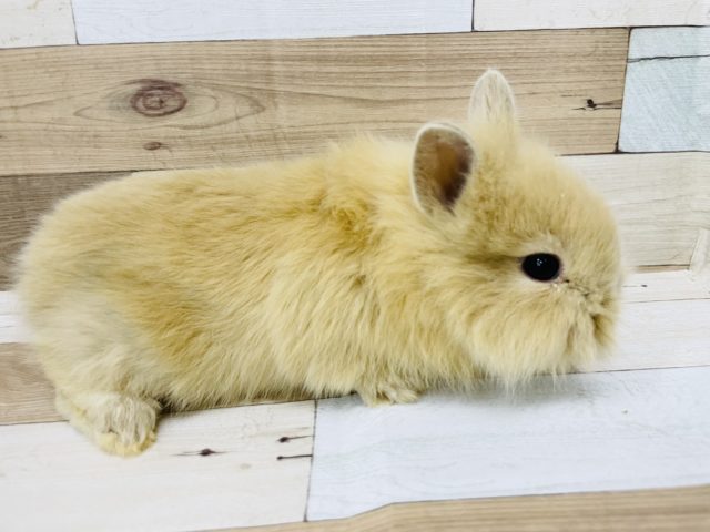 ライオンラビット