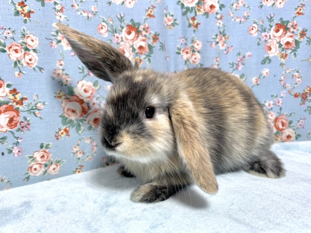 ホーランドロップ