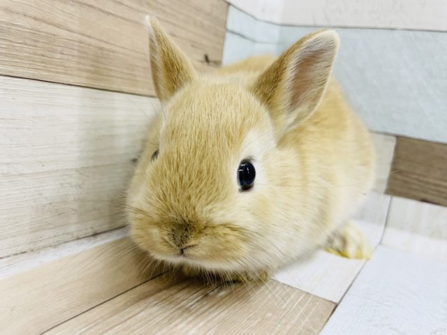 ネザーランドドワーフ