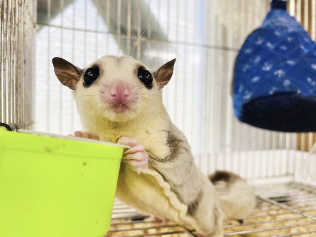 フクロモモンガ