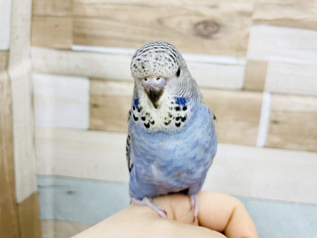 ジャンボセキセイインコ