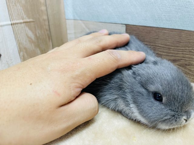 ネザーランドドワーフ