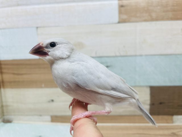シルバー文鳥