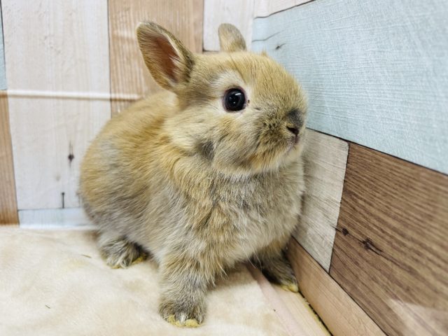 ネザーランドドワーフ