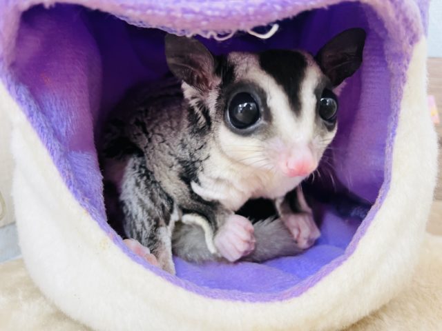 フクロモモンガ