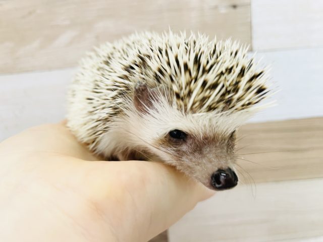 抱っこできちゃう♥️ヨツユビハリネズミちゃん! ハリネズミ(ヨツユビハリネズミ)