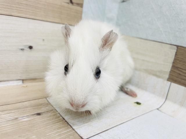 アビシニアンモルモット