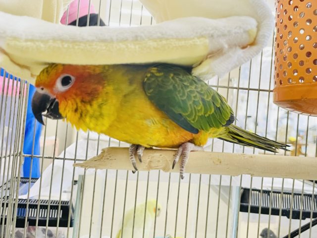 コガネメキシコインコ